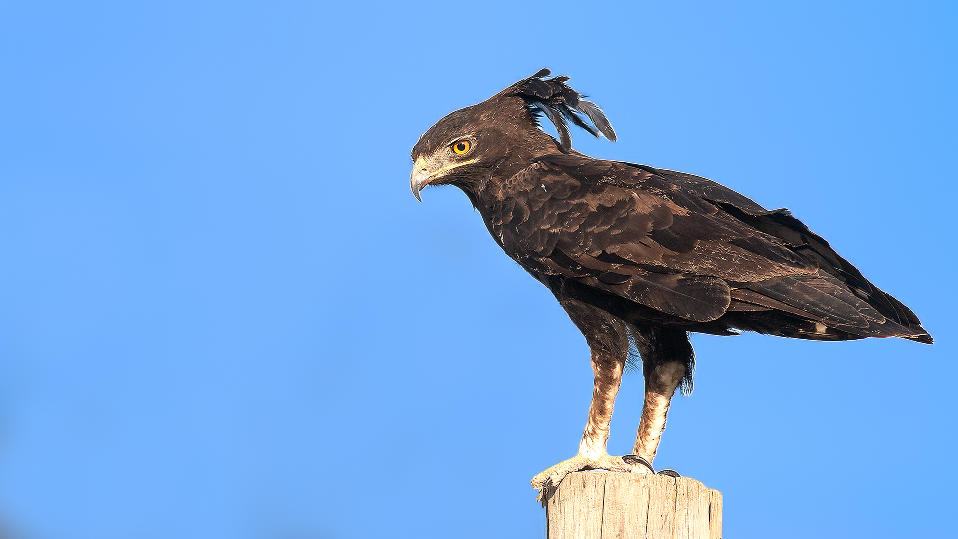 Long-crested Eagle